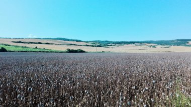 Santiago 'nun yürüyüşü. Hacı yolu ve manzarası. tahıl tarlası