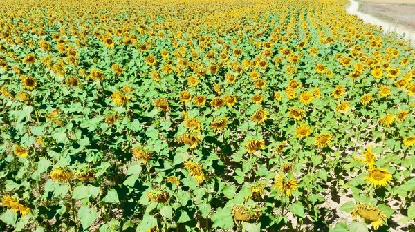 Santiago Walk Road Views Pilgrimage Sunflowers Field — Stock Photo, Image