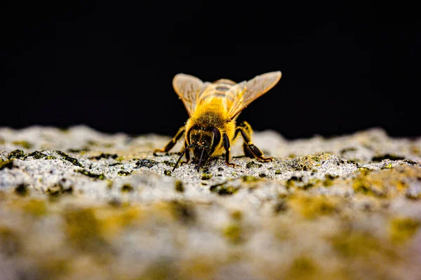 Macro Detalhe Abelha Insetos Vistos Perto — Fotografia de Stock