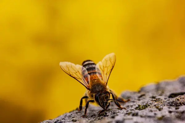 Macro Detalhe Abelha Insetos Vistos Perto — Fotografia de Stock