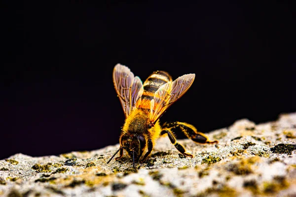 Macro Detalhe Abelha Insetos Vistos Perto — Fotografia de Stock