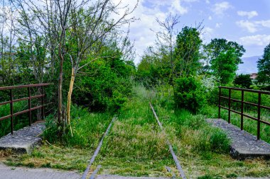 Ölü izler yeşil bitkilerin ormanında son buluyor.