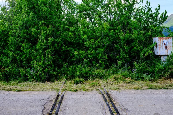 Pistas Mortas Acabam Floresta Plantas Verdes — Fotografia de Stock