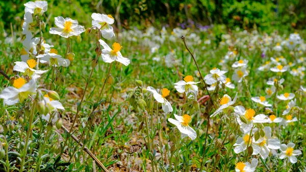 Prairie Orchidées Sauvages Pétales Blancs Pistils Jaunes Vallée Des Orchidées — Photo