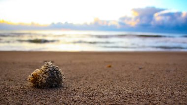 Kumsalda deniz süngeri. Altta deniz olan plaj, günbatımı