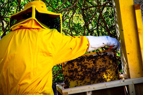 beekeeper with protective suit controls hive with bees