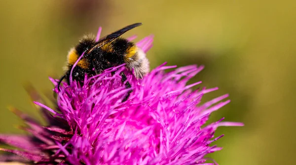 Makro Detail Der Biene Auf Lila Blume Pollen Bienen — Stockfoto