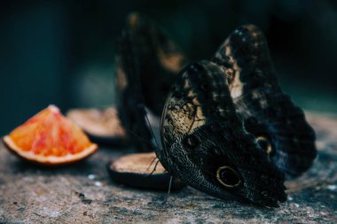Kelebekleri kapat ve bir parça portakal ye.