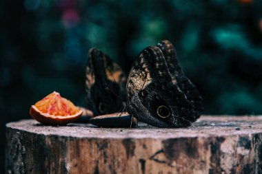 Kelebekleri kapat ve bir parça portakal ye.