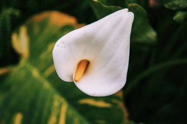 Kala çiçeğini kapat. Beyaz ve sarı. botanik