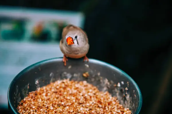 Close Small Bird Bowl Food — Stock Photo, Image