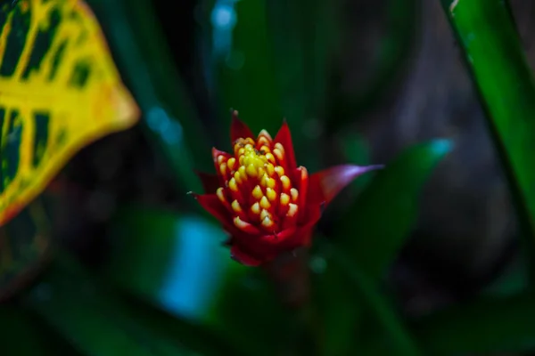 Bromelia Bezárt Vörös Virág Botanika — Stock Fotó