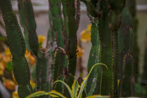 Yağ bitkilerini kapatın. Kaktüs.