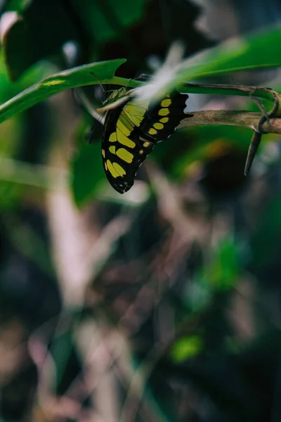Зеленокрылая Бабочка Листом — стоковое фото