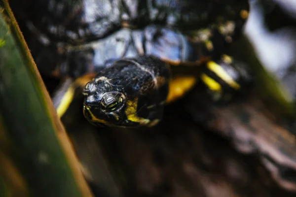 Close Land Turtle Head — стоковое фото