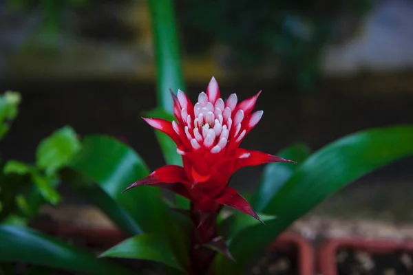 Sluit Brandende Fakkel Rode Bloem Plantkunde — Stockfoto