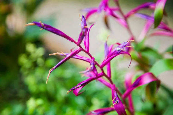 Hautnah Heliconia Chartacea Violette Blume Botanik — Stockfoto