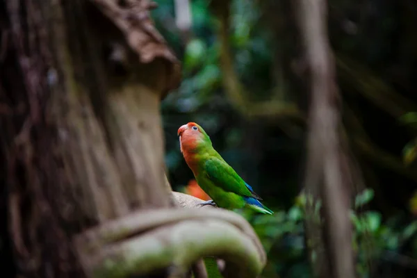 Budgie Branch Looks Sky — Stock Photo, Image