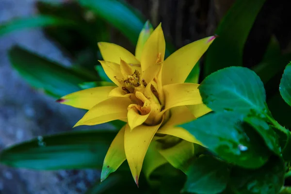 Закрой Алую Звезду Желтый Цветок Ботаника — стоковое фото