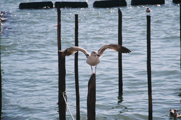 Seagull Open Wings Wooden Trunk Waters Venice — Stock Photo, Image