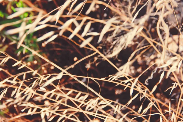 Detail Blades Grass Nature Summer — Stockfoto