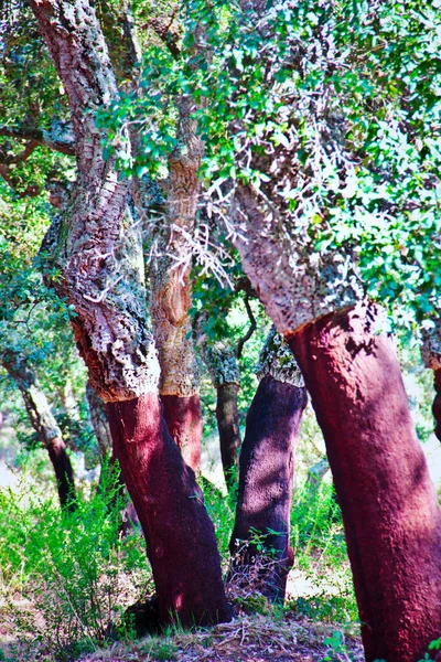 Trees Stripped Cork North Sardinia —  Fotos de Stock