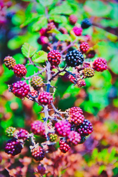 Detail Red Black Wild Raspberries — Stockfoto
