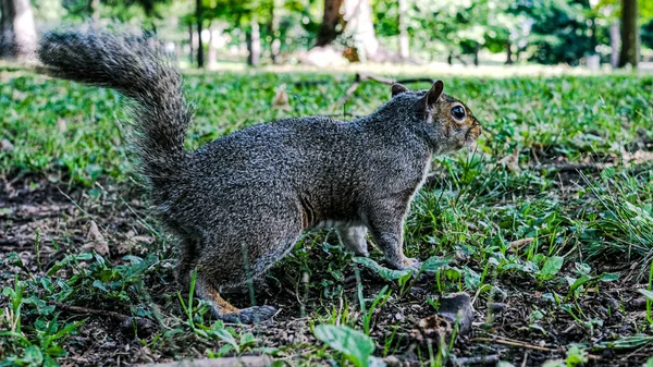 Esquilo Cinza Grama Verde Parque Natureza — Fotografia de Stock
