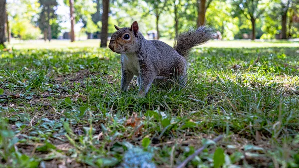 Grauhörnchen Auf Grünem Gras Des Naturparks — Stockfoto