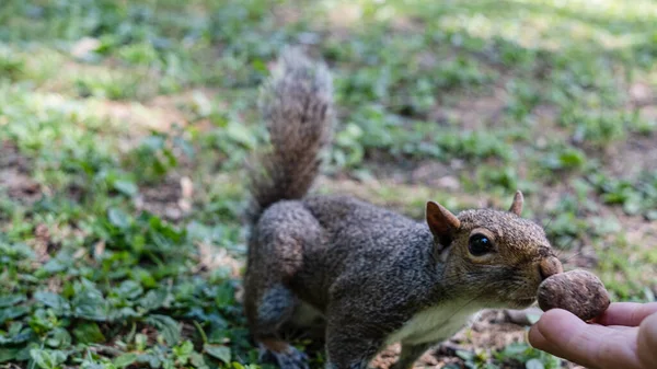 Mão Oferece Comida Para Esquilo Cinza Grama Verde Parque Natureza — Fotografia de Stock