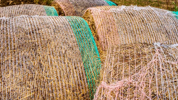 Détail Des Balles Foin Dans Campagne Paille Roulée — Photo