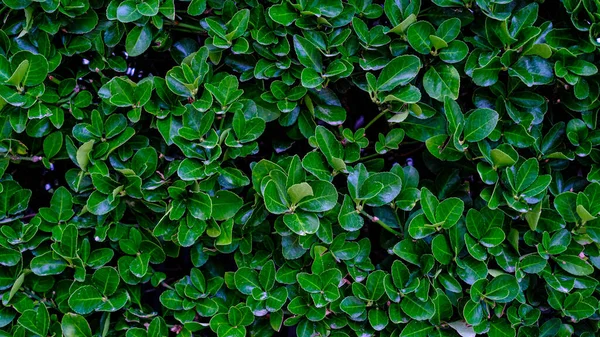 Hojas Verdes Seto Detalle Naturaleza Jardín Textura —  Fotos de Stock