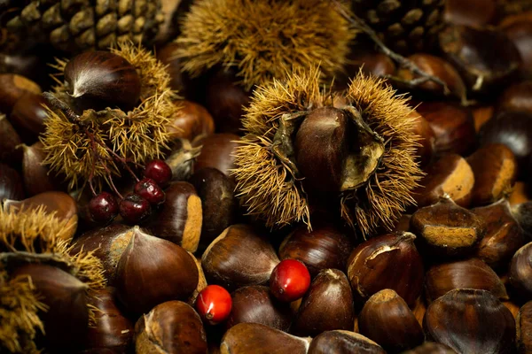 Dettagli Autunno Castagne Guscio Pigne Frutti Rossi — Foto Stock