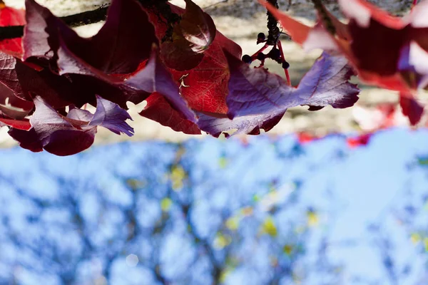 Otoño Hojas Rojas Pared —  Fotos de Stock