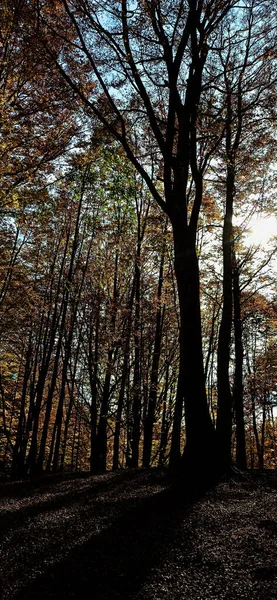 Bomen Het Herfstbos Met Zon — Stockfoto