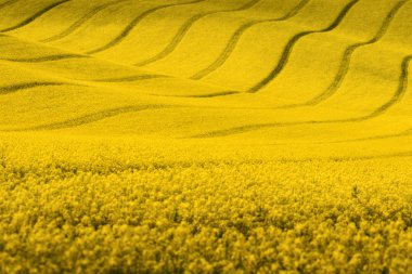 Yellow rapeseed field with wavy abstract landscape pattern. Yellow undulating fields of crops. Spring rural landscape.Moravian rolling landscape on sunset in yellow  colors. Europe, Czech Republic.