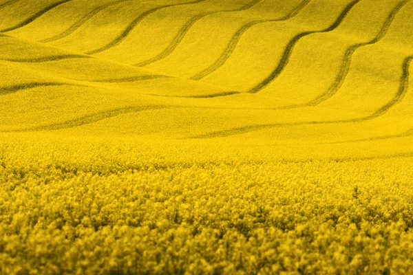 Yellow rapeseed field with wavy abstract landscape pattern. Yellow undulating fields of crops. Spring rural landscape.Moravian rolling landscape on sunset in yellow  colors. Europe, Czech Republic. — ストック写真