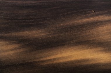Yalnız bir doe ile minimalist manzara. Sürülmüş tarla, sabah güneşi ve üzerinde duran yalnız bir geyik le aydınlandı. Moravya haddeleme manzara kahverengi renklerde gün batımında. Moravya, Çek Cumhuriyeti.