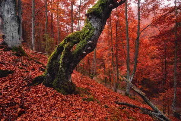 Paisaje del bosque otoñal en tonos rojos.Antiguo árbol solitario cubierto de musgo de pie en una pendiente con hojas rojas caídas.Antigua haya podrida en una ladera de montaña sobre un fondo de follaje rojo — Foto de Stock