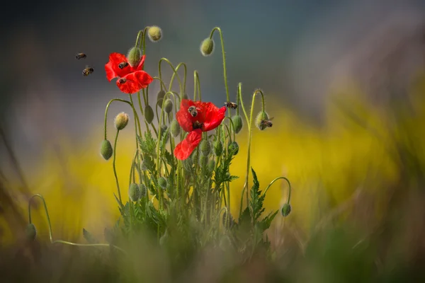 Röd vallmo och Bee. Landskap med våren röda vallmo och bin. Vissa vallmo är skjuten med grunt skärpeskärpa, omgiven av massor av bin som samlar pollen. South Moravian, Tjeckien — Stockfoto