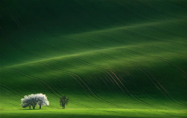 Moravisch groen glooiend landschap met appelboom. Landschap met witte lente bloeiende bomen op de achtergrond groene heuvel, die wordt gemarkeerd door de ondergaande zon. Natuurlijk seizoenslandschap. — Stockfoto