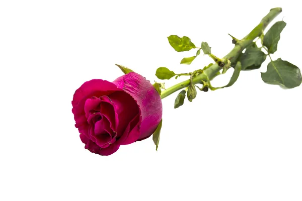 Róża izolowana na białym tle — Zdjęcie stockowe