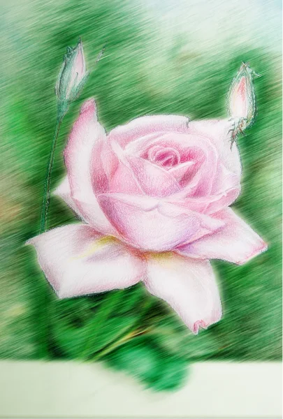 Rose Image - papier peint. Mariage. Emballage cadeau, impression, textile, fond mignon carte . — Photo