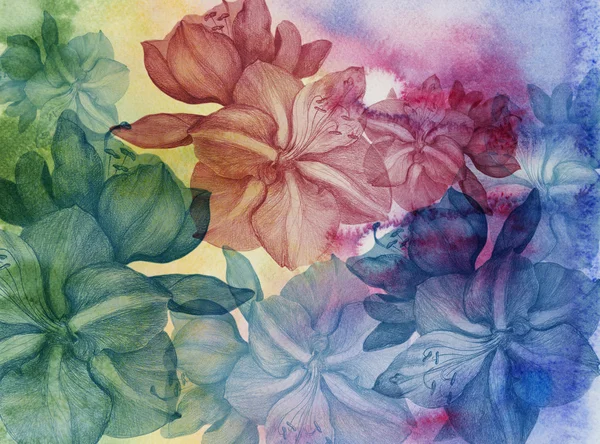 Изображение цветов и бутонов - амариллис на акварельном фоне. Обои . — стоковое фото
