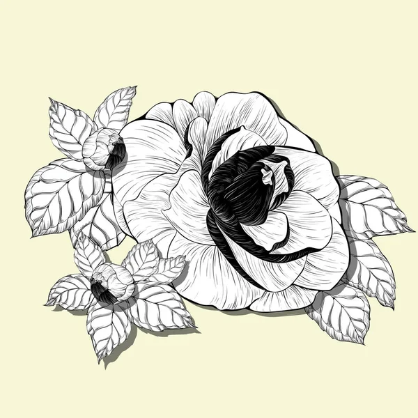 Kamelya Çiçekleri Vektör Çizimi Parfüm Kozmetik Bitkileri Duvar Kağıdı Yazılı — Stok Vektör