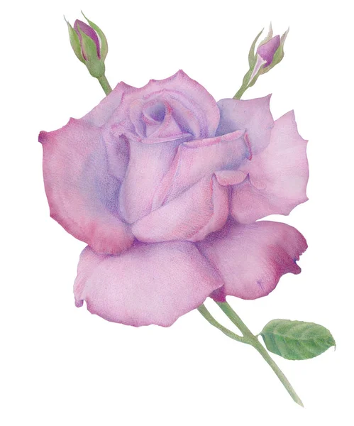 Rose Disegno Matita Composizione Decorativa Carta Acquerello Motivi Floreali Utilizzare — Foto Stock