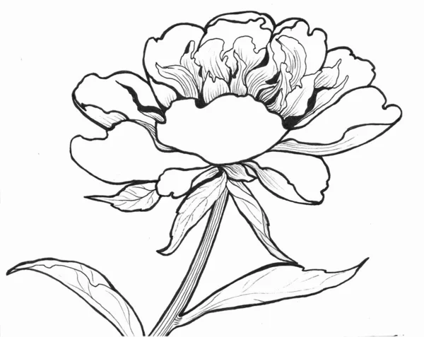 Peonie Fiori Foglie Uno Sfondo Bianco Ink Use Materiali Stampati — Foto Stock