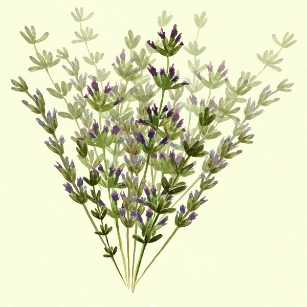 Çiçekler Lavanta Sapları Suluboya Çiçek Dürtüleri Provence Soyut Dekoratif Kompozisyon — Stok fotoğraf