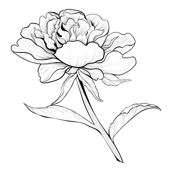 Vektorzeichnung Pfingstrosen Blüten Und Blätter Auf Weißem Hintergrund Verwenden Sie — Stockvektor