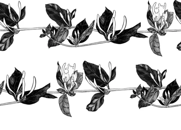 Wiciokrzew Gałąź Kwiatami Pączkami Kwiat Ogrodowy Płynne Wzory Białym Tle — Zdjęcie stockowe